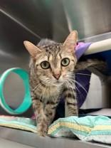 Luna, ADOPTABLE, Adult Female Domestic Short Hair.