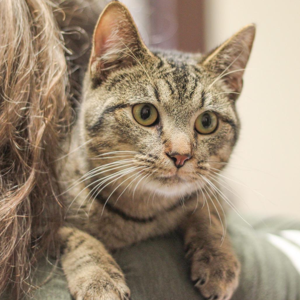 Sweet Potato, Adoptable, Young Male Domestic Short Hair.