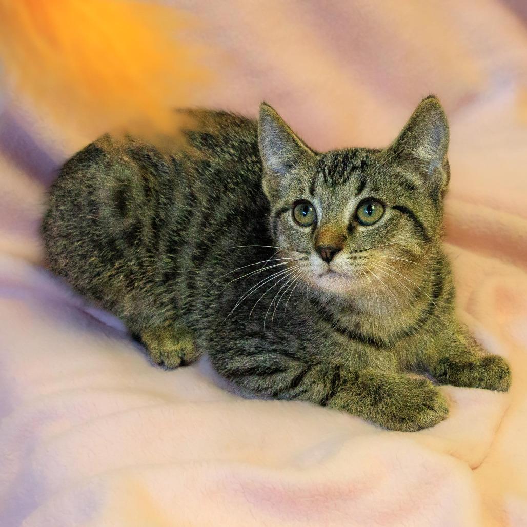 Sweet Potato, Adoptable, Young Male Domestic Short Hair.