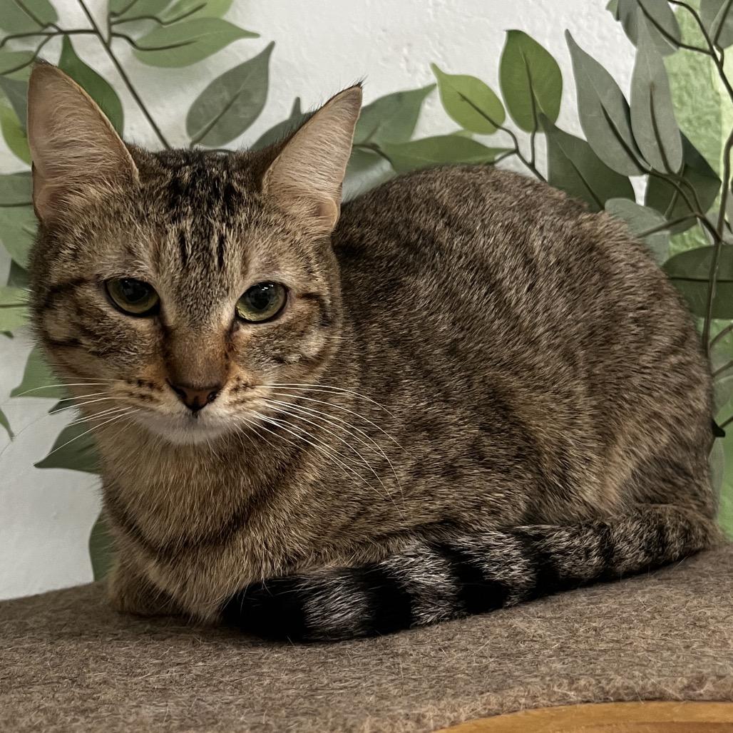 Enlarge Ramona, a Adoptable Domestic Short Hair in Yucca Valley, CA image 2/4
