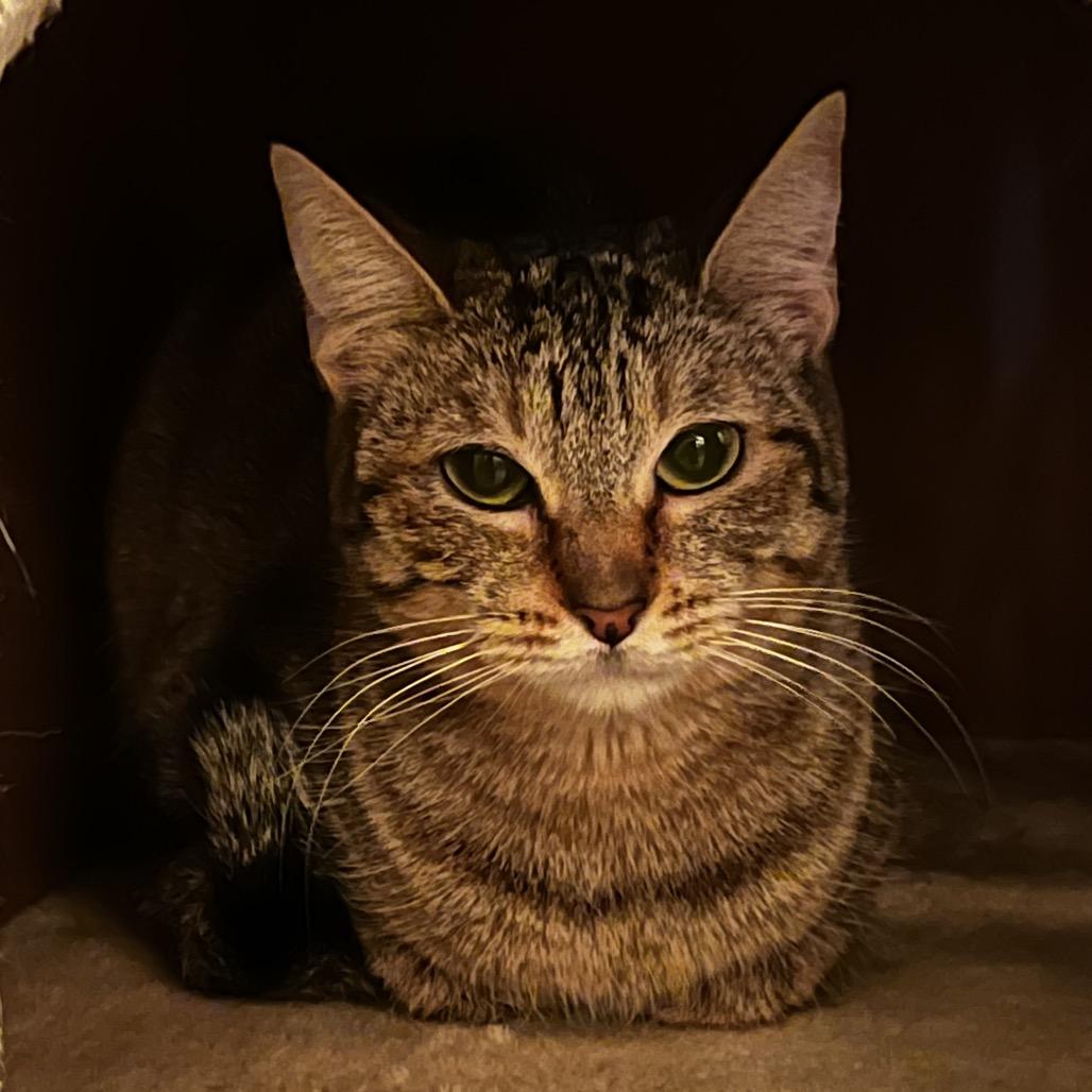 Enlarge Ramona, a Adoptable Domestic Short Hair in Yucca Valley, CA image 2/3