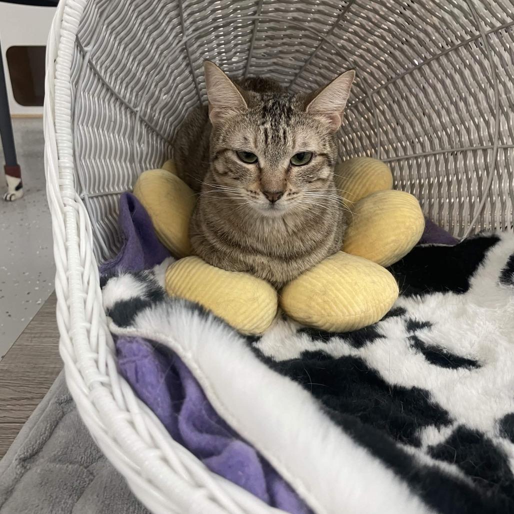 Enlarge Ramona, a Adoptable Domestic Short Hair in Yucca Valley, CA image 4/4
