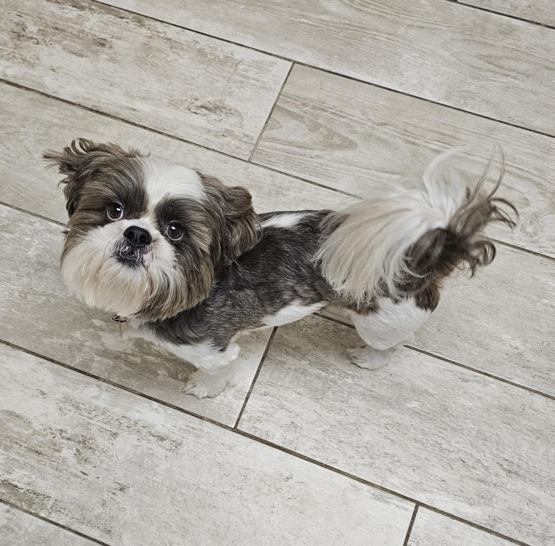 PAULIE, a Adoptable Shih Tzu in Fenton, MI image 2/6