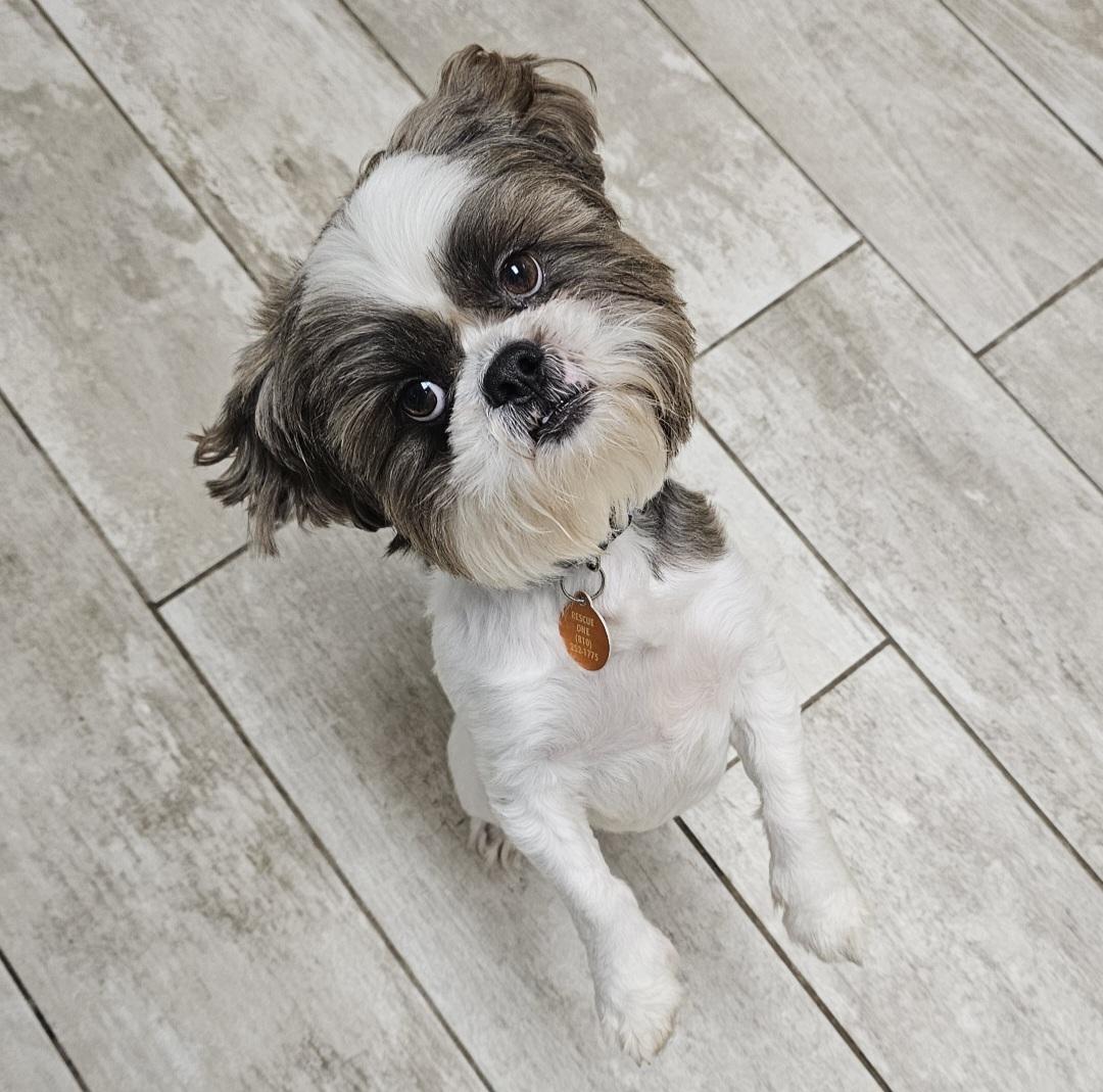 PAULIE, a Adoptable Shih Tzu in Fenton, MI image 3/6