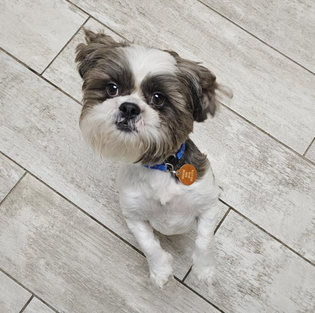 PAULIE, a Adoptable Shih Tzu in Fenton, MI image 5/6