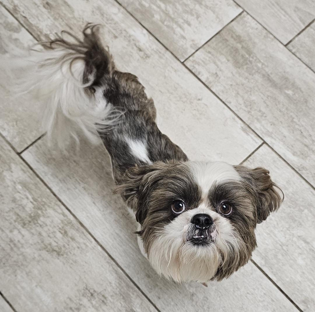 PAULIE, a Adoptable Shih Tzu in Fenton, MI image 4/6