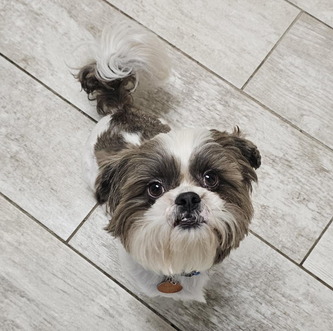 PAULIE, Adoptable, Adult Male Shih Tzu.