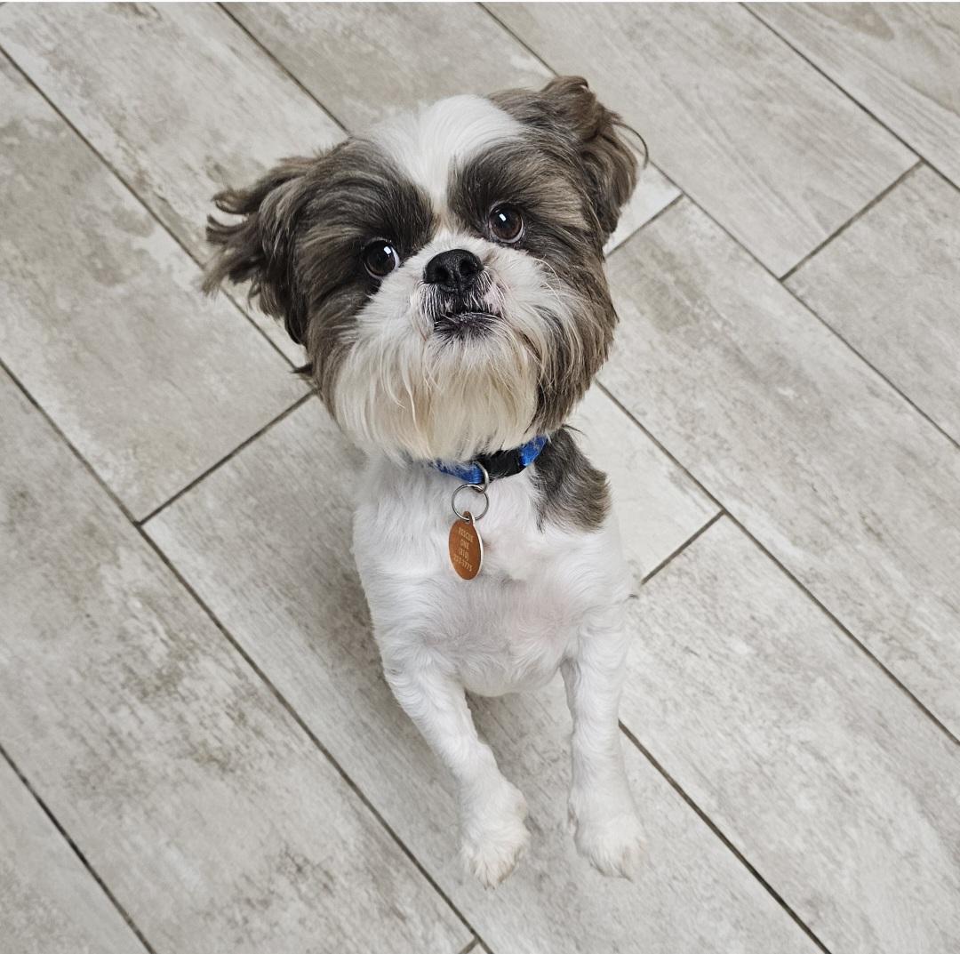 PAULIE, a Adoptable Shih Tzu in Fenton, MI image 6/6
