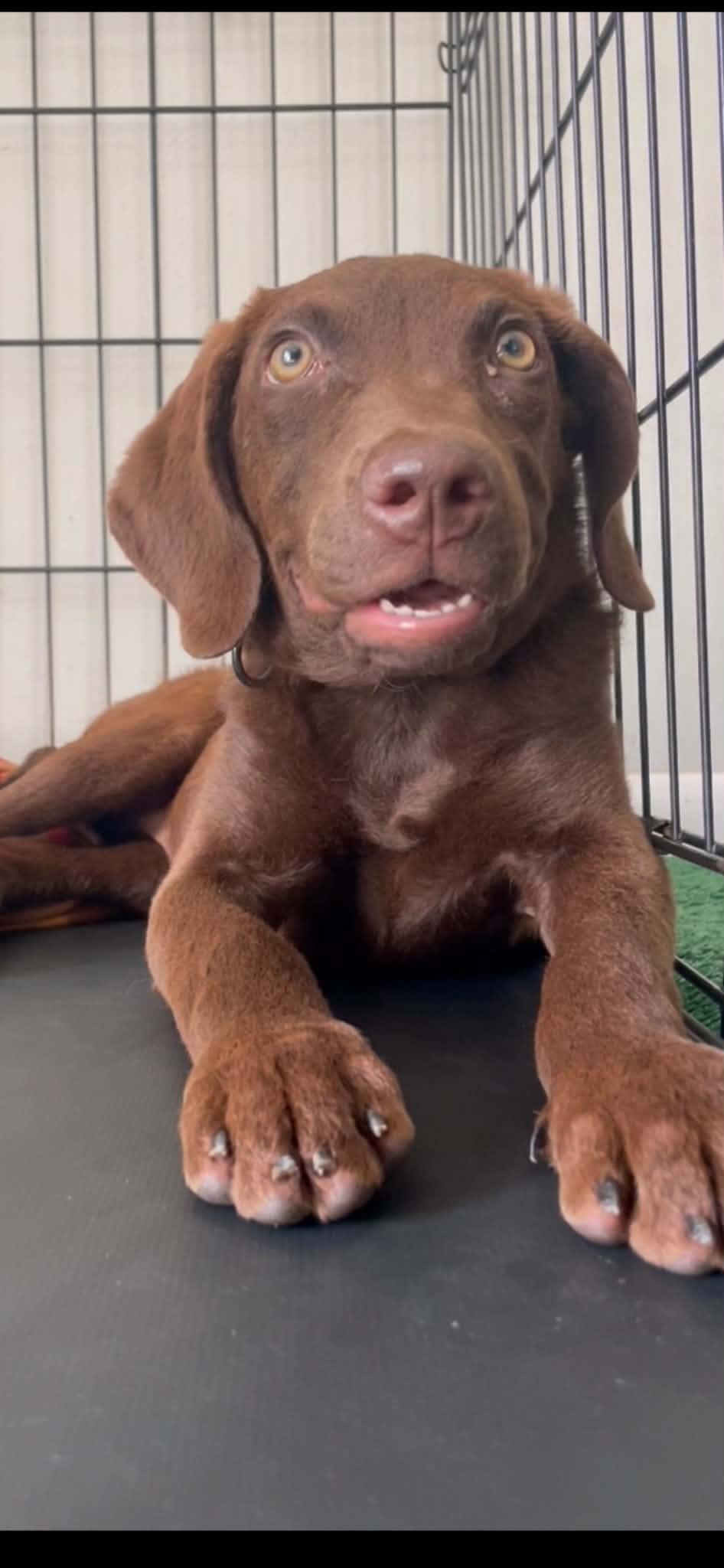 Brooklyn, Adoptable, Puppy Female Chesapeake Bay Retriever & Labrador Retriever.