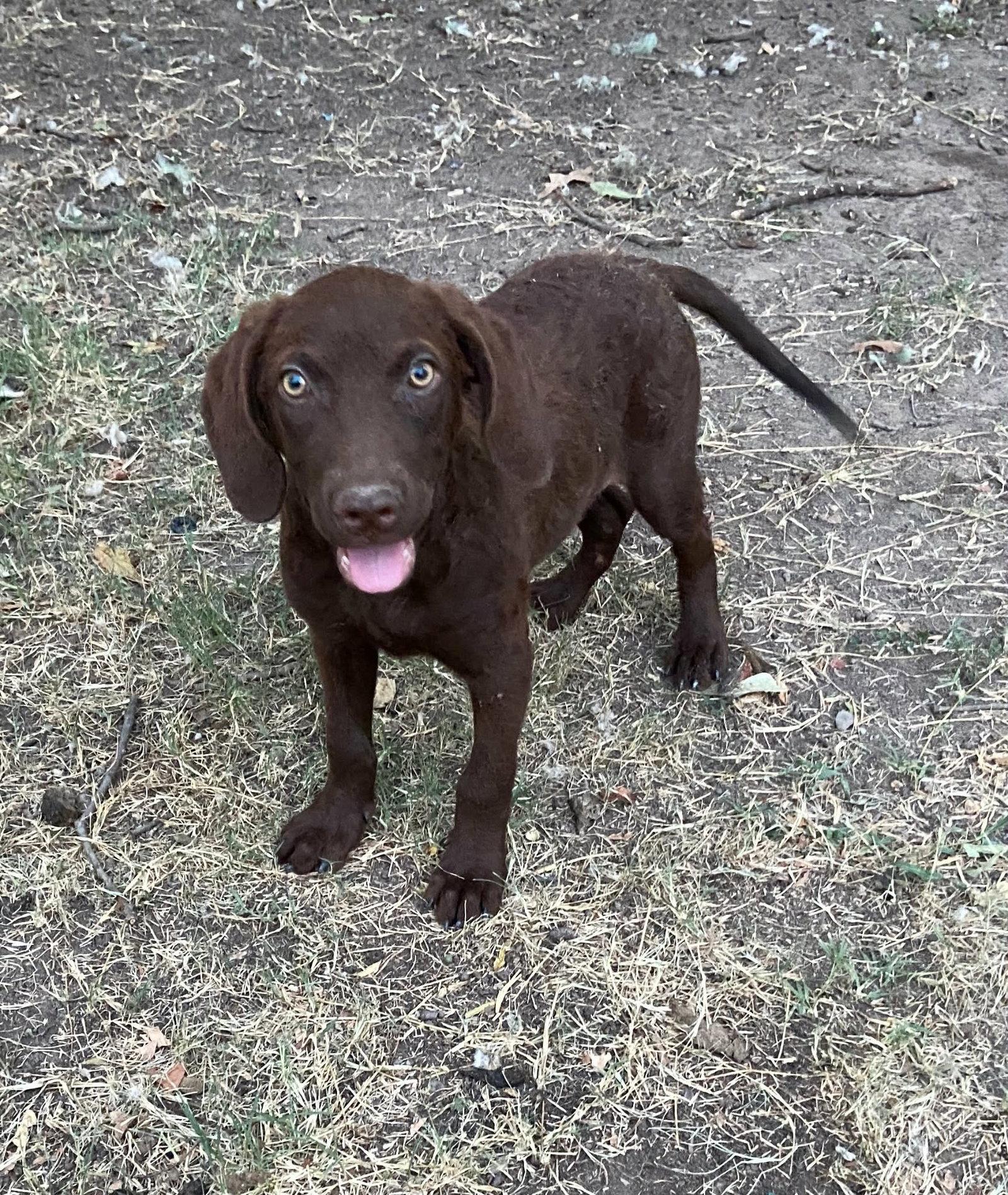 Enlarge Brooklyn, a Adoptable mixed breed in West Des Moines, IA image 2/3