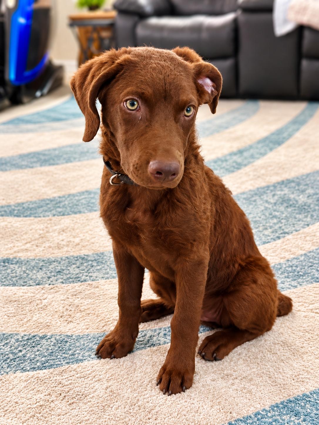 Enlarge Brooklyn, a Adoptable mixed breed in West Des Moines, IA image 3/3