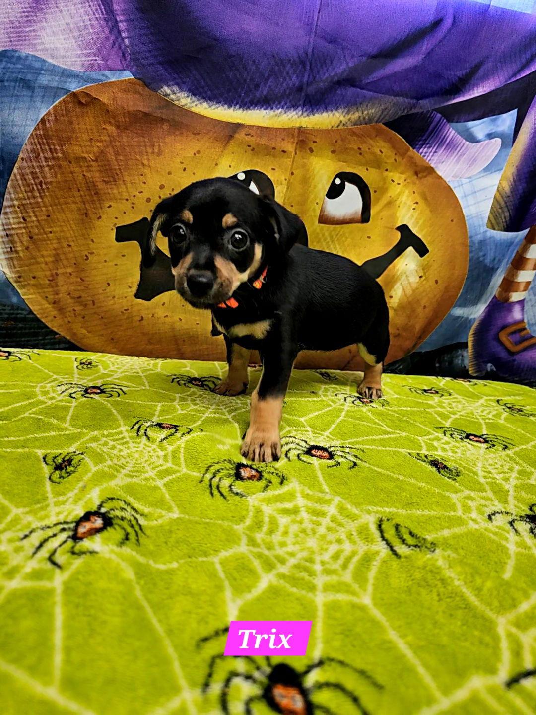 Enlarge Trix, a Adoptable mixed breed in Metairie, LA image 1/2