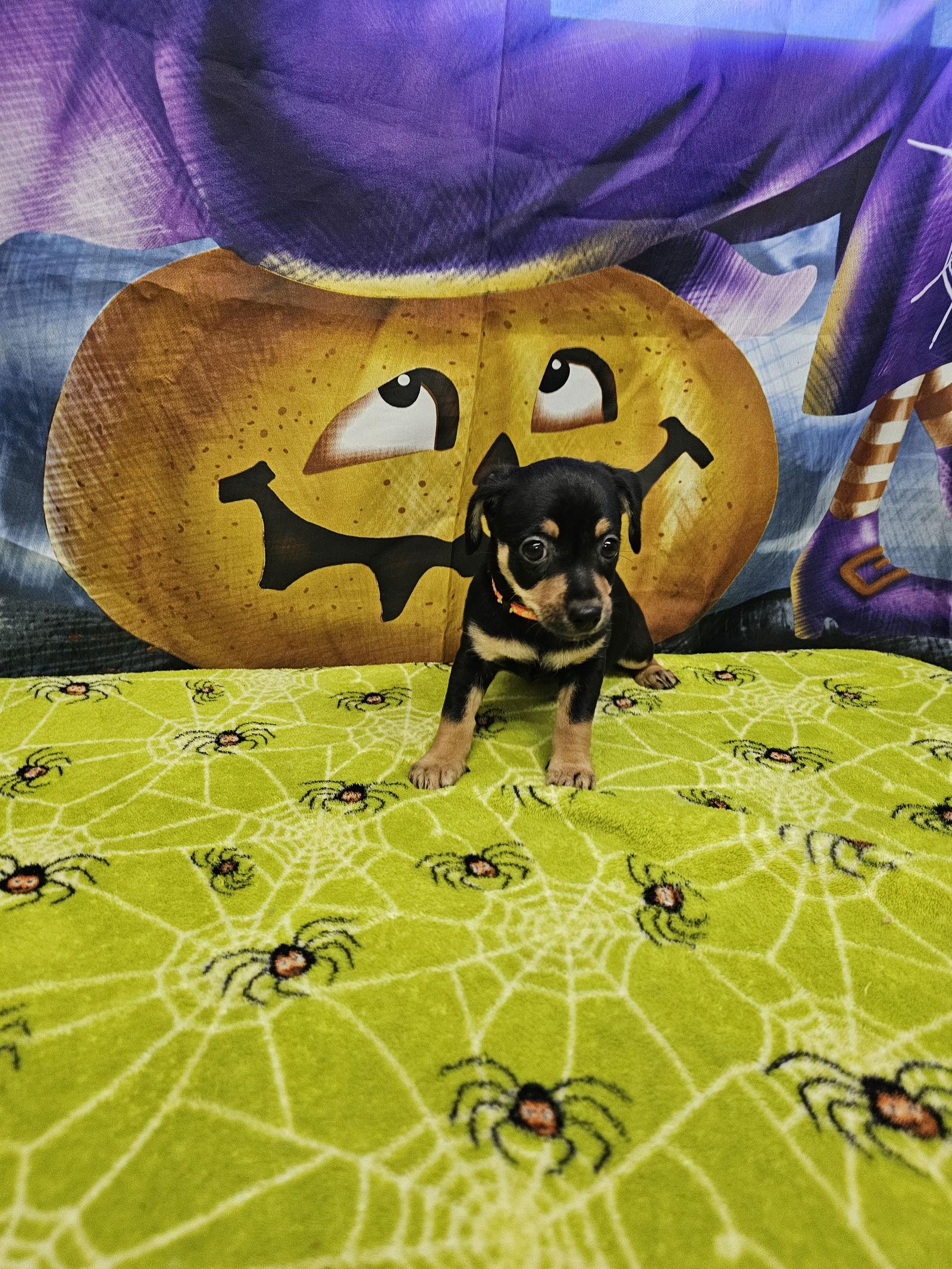 Enlarge Trix, a Adoptable mixed breed in Metairie, LA image 2/2