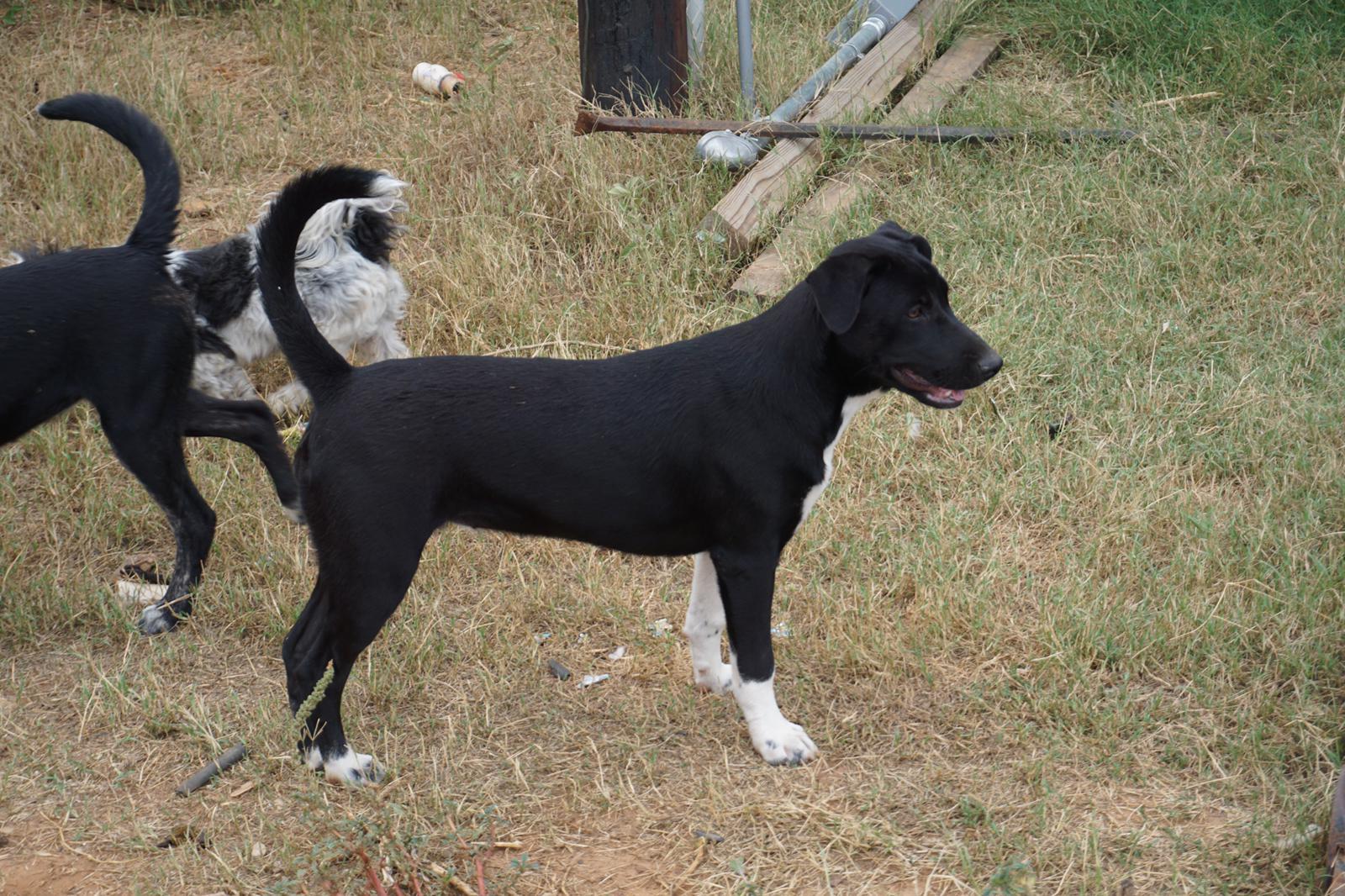Enlarge Mila, a Adoptable mixed breed in Bigfoot, TX image 1/1