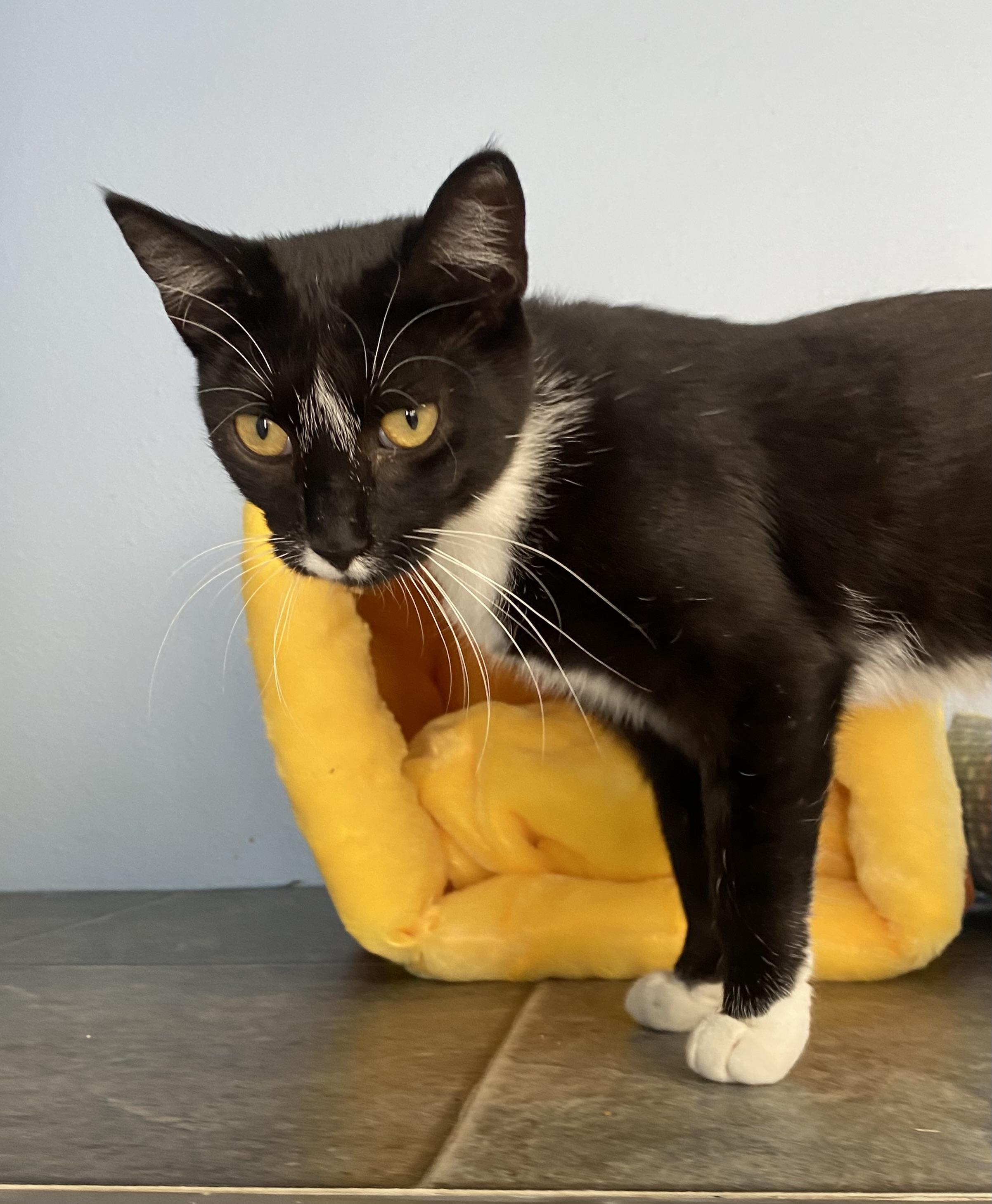 Shar, an adoptable Domestic Short Hair in Choteau, MT, 59422 | Photo Image 1