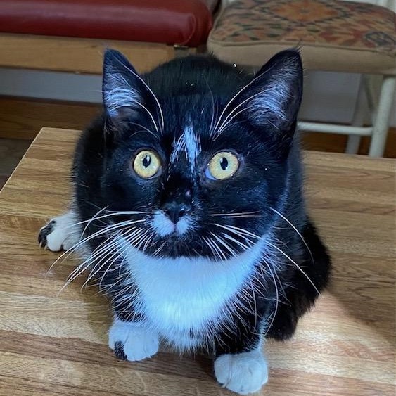 Shar, an adoptable Domestic Short Hair in Choteau, MT, 59422 | Photo Image 2