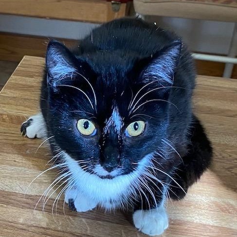 Shar, an adoptable Domestic Short Hair in Choteau, MT, 59422 | Photo Image 3