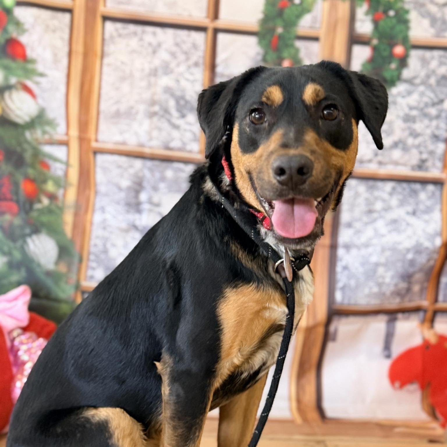 Enlarge Freddy, an adoptable mixed breed in Phoenixville, PA image 1/6