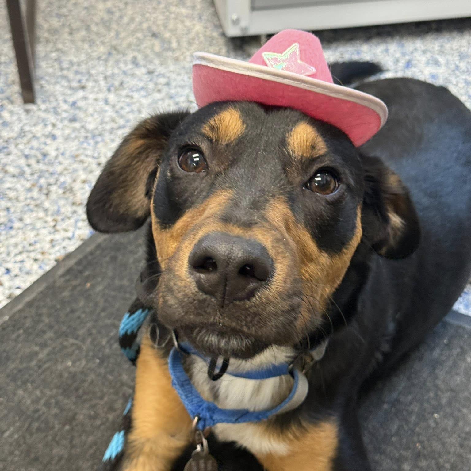 Enlarge Freddy, an adoptable mixed breed in Phoenixville, PA image 2/6
