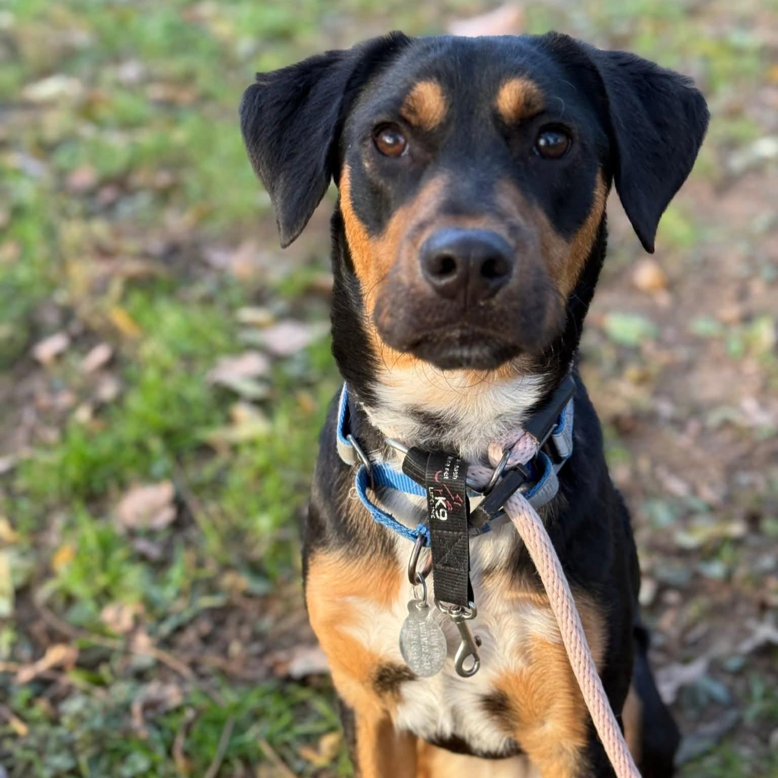 Enlarge Freddy, an adoptable mixed breed in Phoenixville, PA image 5/6