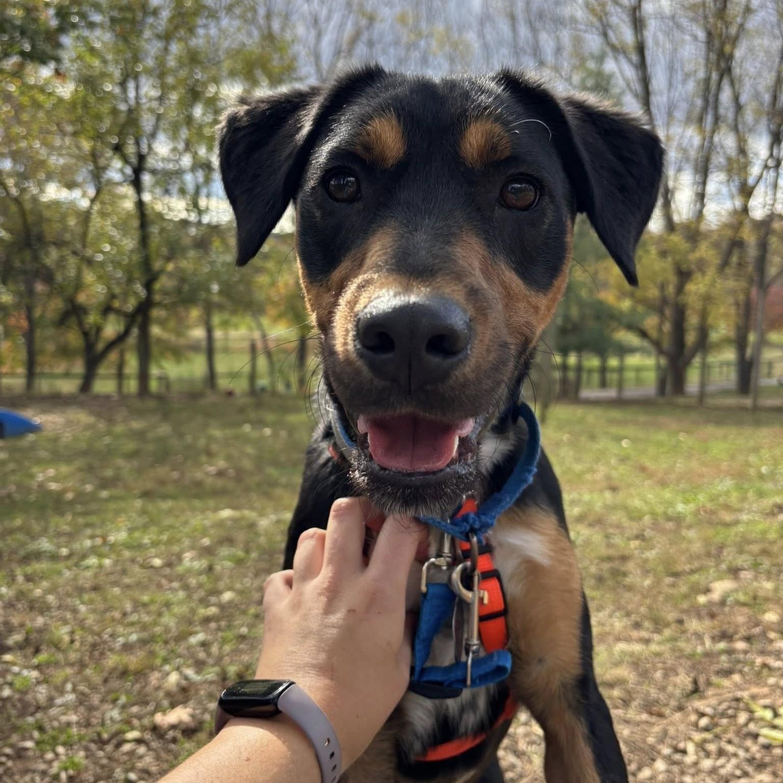 Enlarge Freddy, an adoptable mixed breed in Phoenixville, PA image 4/6