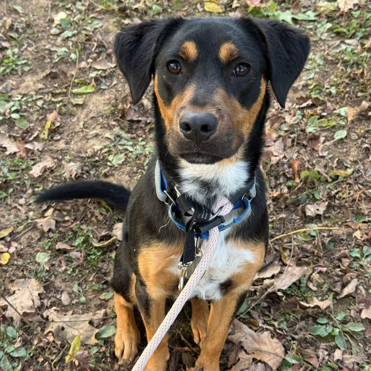 Enlarge Freddy, an adoptable mixed breed in Phoenixville, PA image 3/6