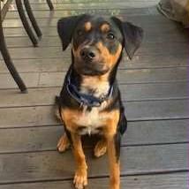 Enlarge Freddy, an adoptable mixed breed in Phoenixville, PA image 6/6