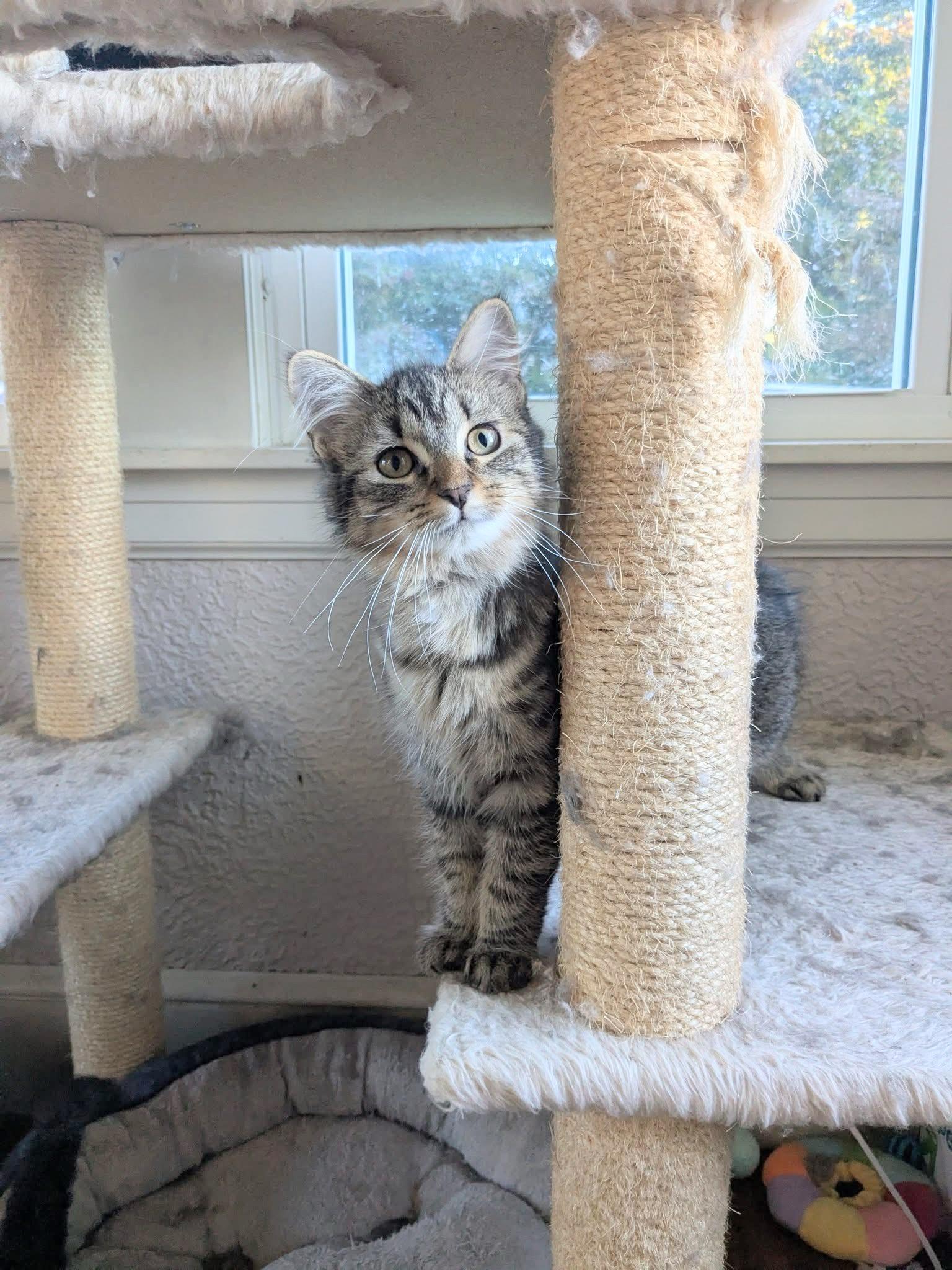 Peach (kitten) reduced adoption fee