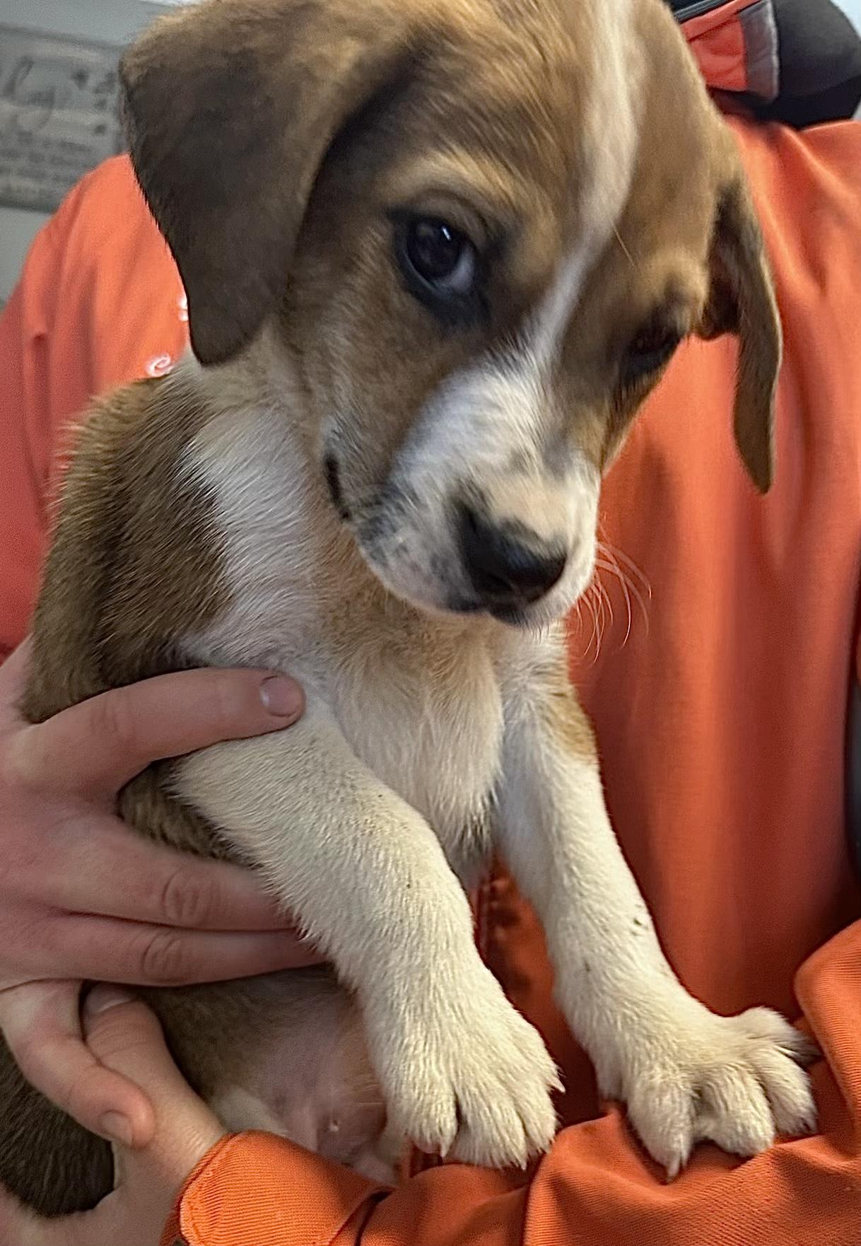 Enlarge Paco, a ADOPTABLE mixed breed in Polson, MT image 1/1