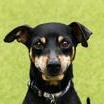 Enlarge Gadget, an adopted Chihuahua in Santa Cruz, CA image 5/5