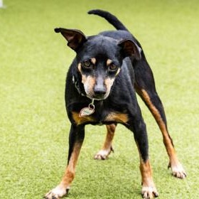 Enlarge Gadget, an adopted Chihuahua in Santa Cruz, CA image 4/5