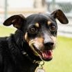 Gadget, adopted, Adult Male Chihuahua.