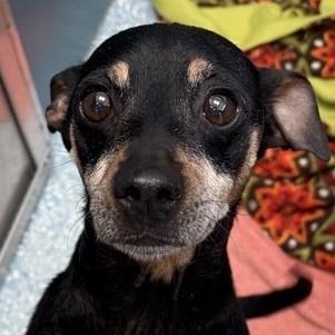 Enlarge Gadget, an adopted Chihuahua in Santa Cruz, CA image 3/5