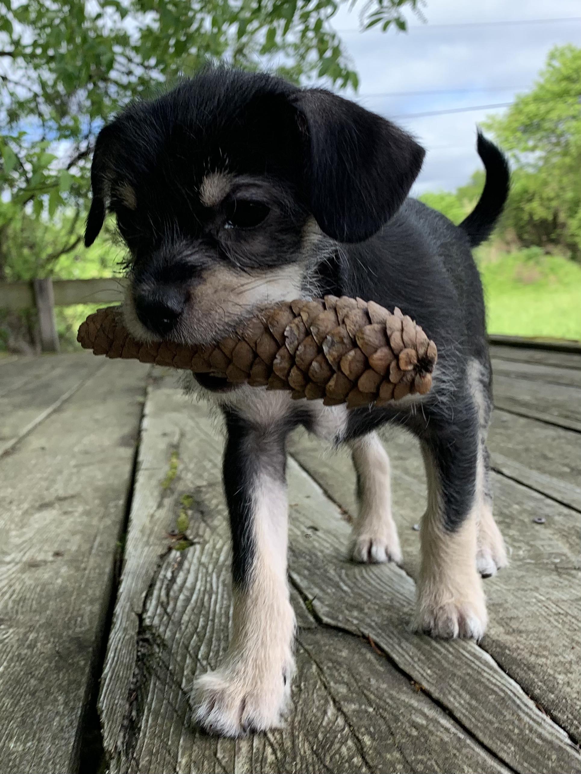 Doris, a Adopted mixed breed in Feura Bush, NY image 2/5