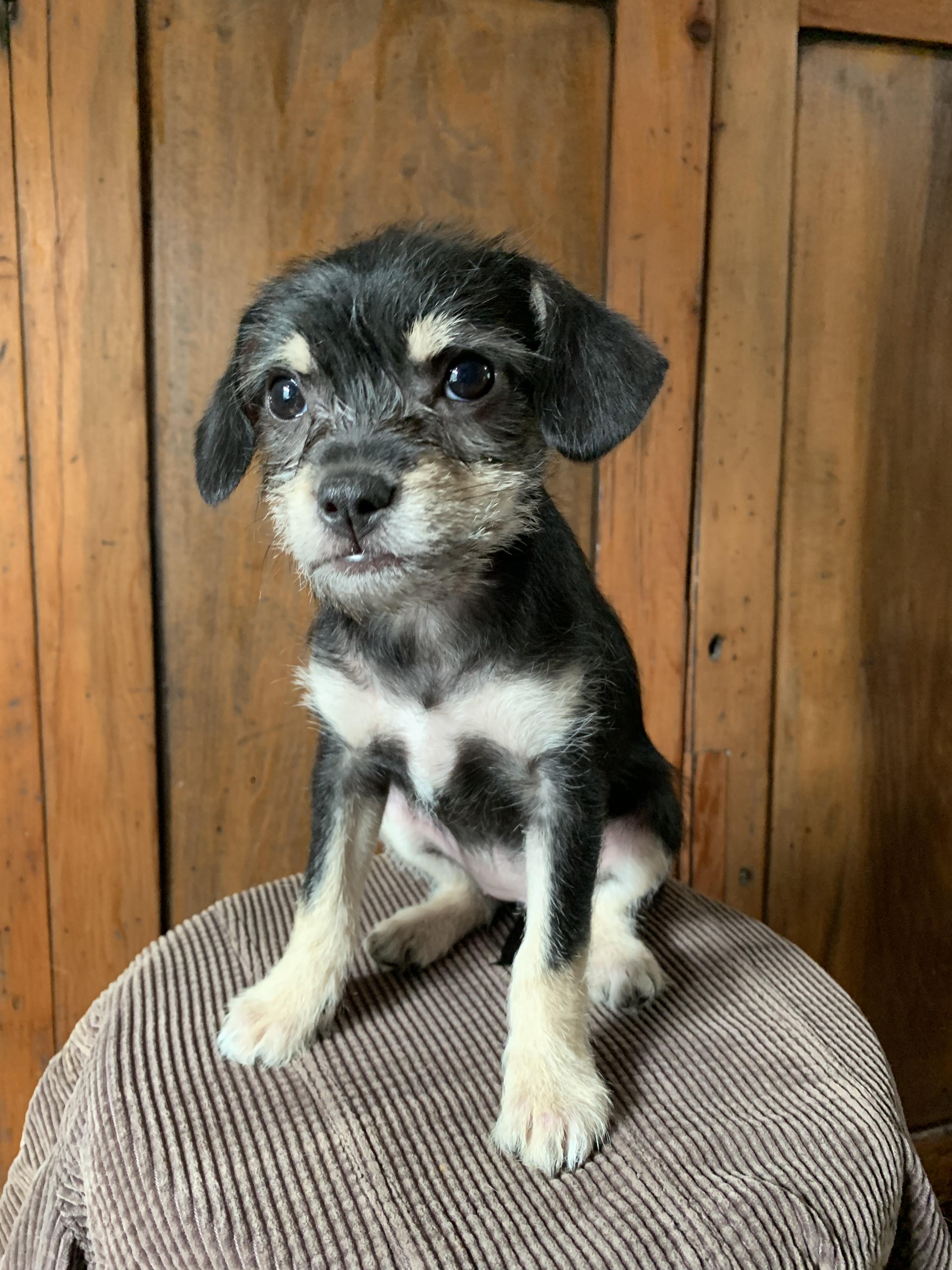 Doris, Adopted, Puppy Female Chorkie.