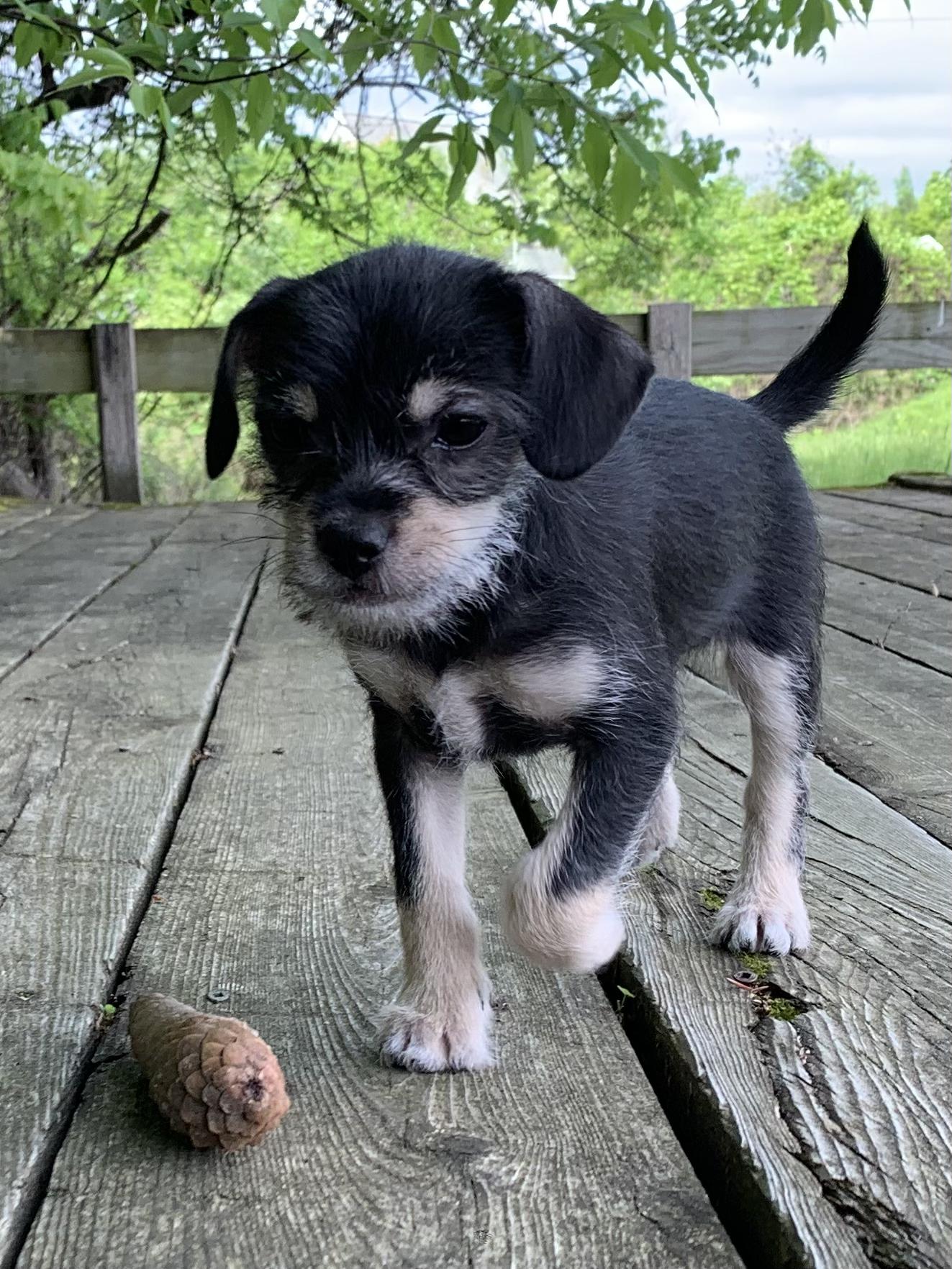 Doris, a Adopted mixed breed in Feura Bush, NY image 4/5