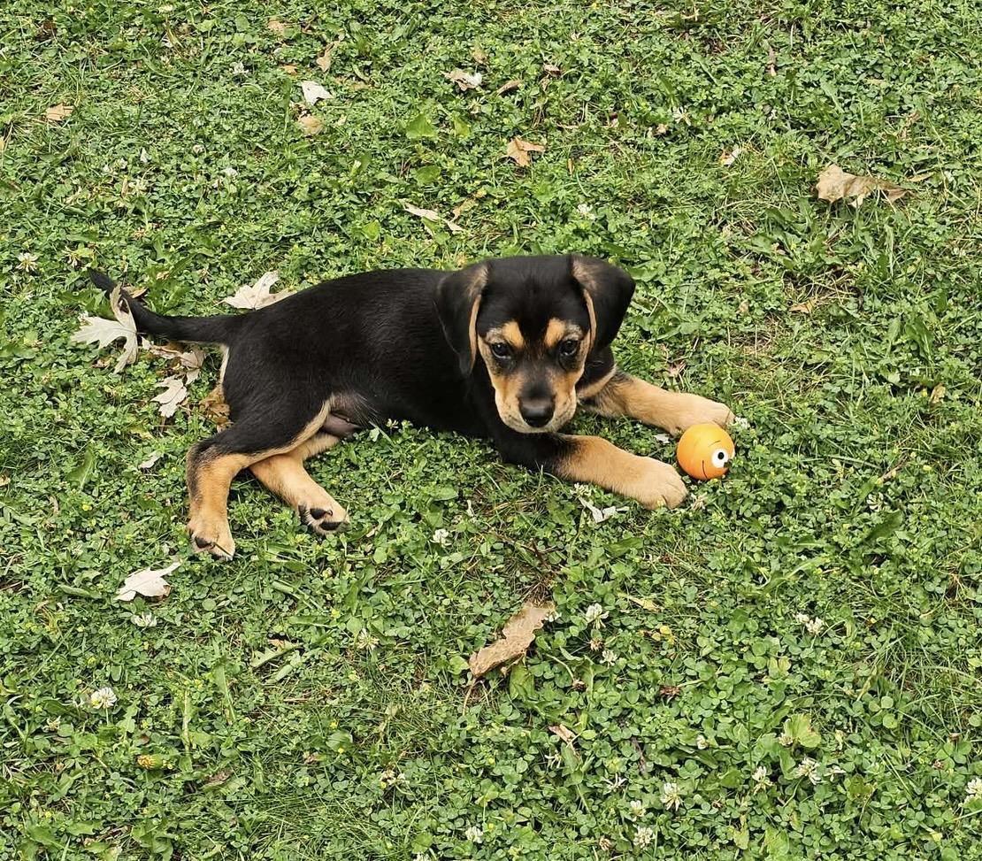 Buckley. ADOPTED, a ADOPTABLE mixed breed in Union Grove, WI image 3/3