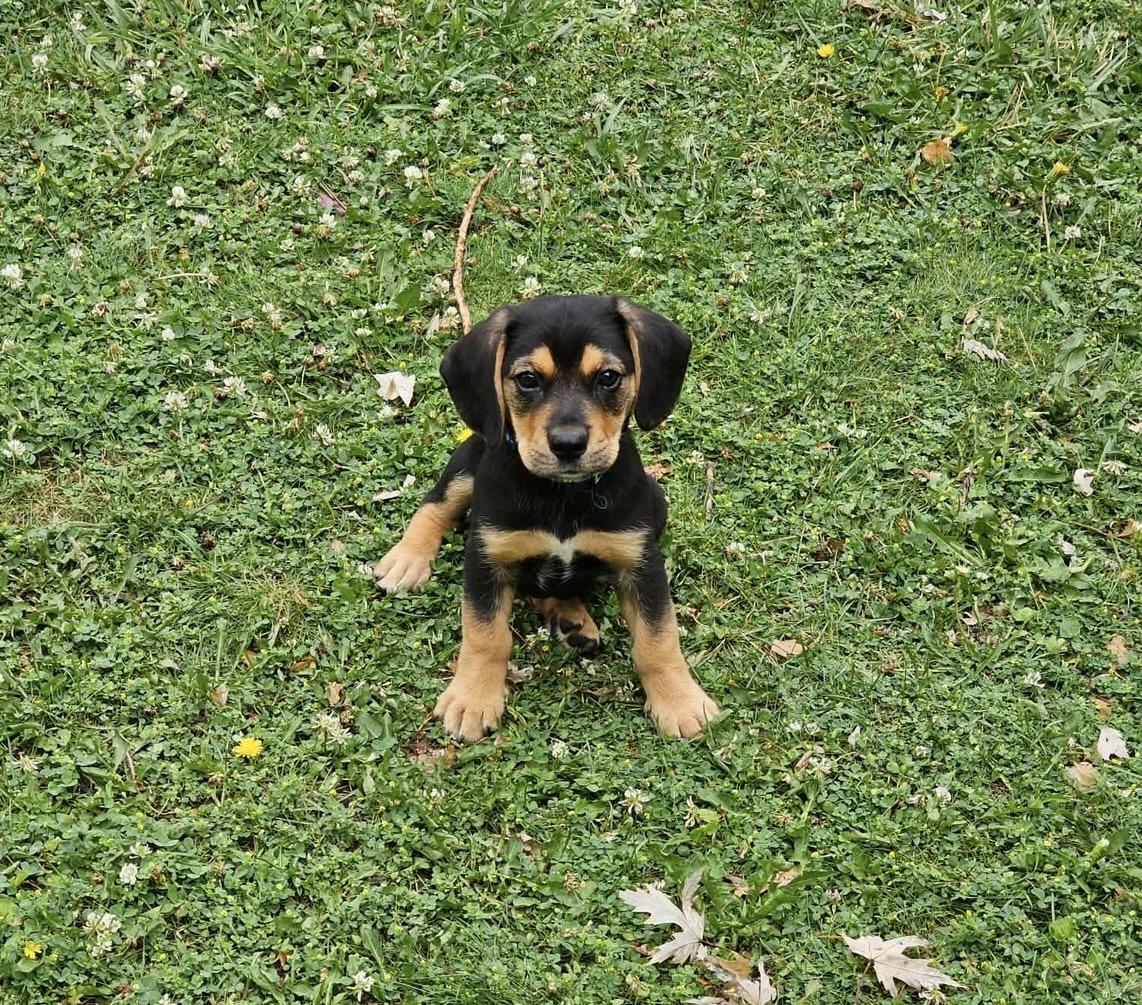 Buckley. ADOPTED, a ADOPTABLE mixed breed in Union Grove, WI image 1/3