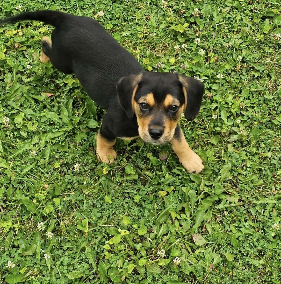 Buckley. ADOPTED, a ADOPTABLE mixed breed in Union Grove, WI image 2/3