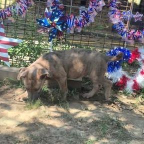 Enlarge Helen, a Adoptable mixed breed in Dover, AR image 1/3