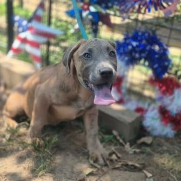 Enlarge Helen, a Adoptable mixed breed in Dover, AR image 2/3
