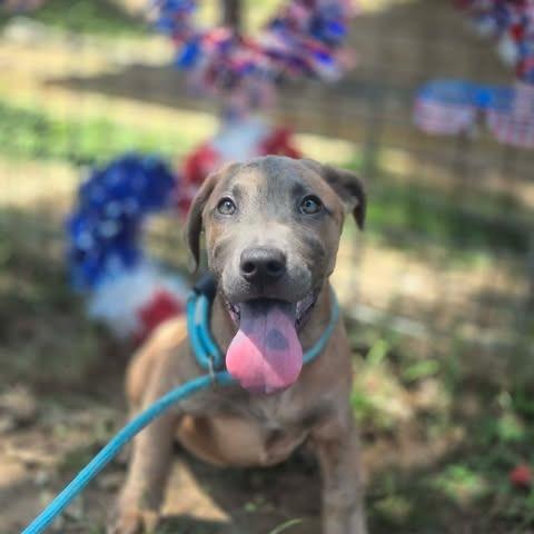 Enlarge Helen, a Adoptable mixed breed in Dover, AR image 3/3