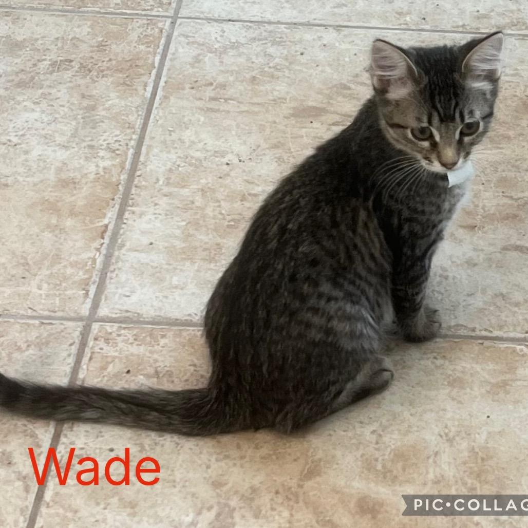 Wade, Adoptable, Kitten Male Domestic Short Hair.