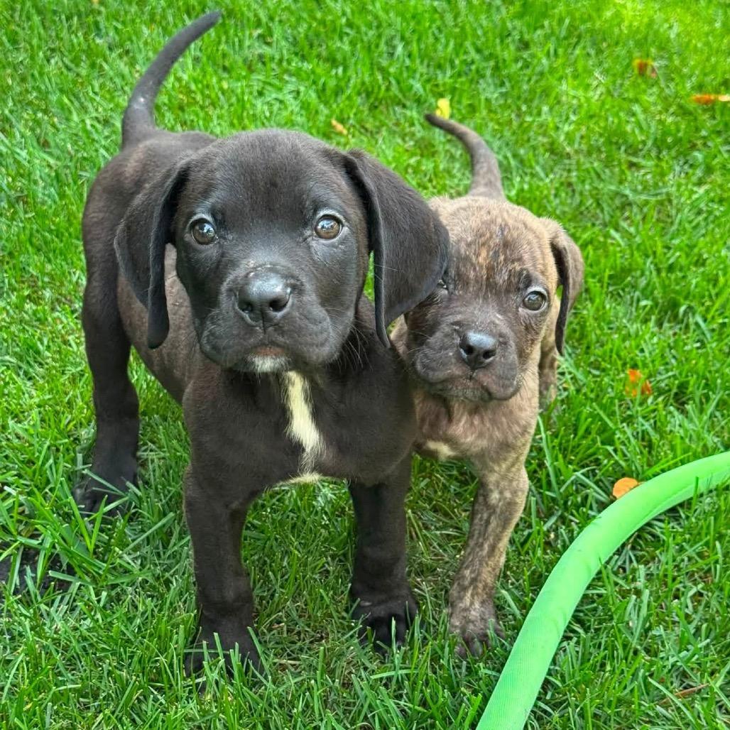 Buzz, Adoptable, Puppy Male Mixed Breed & Black Labrador Retriever.
