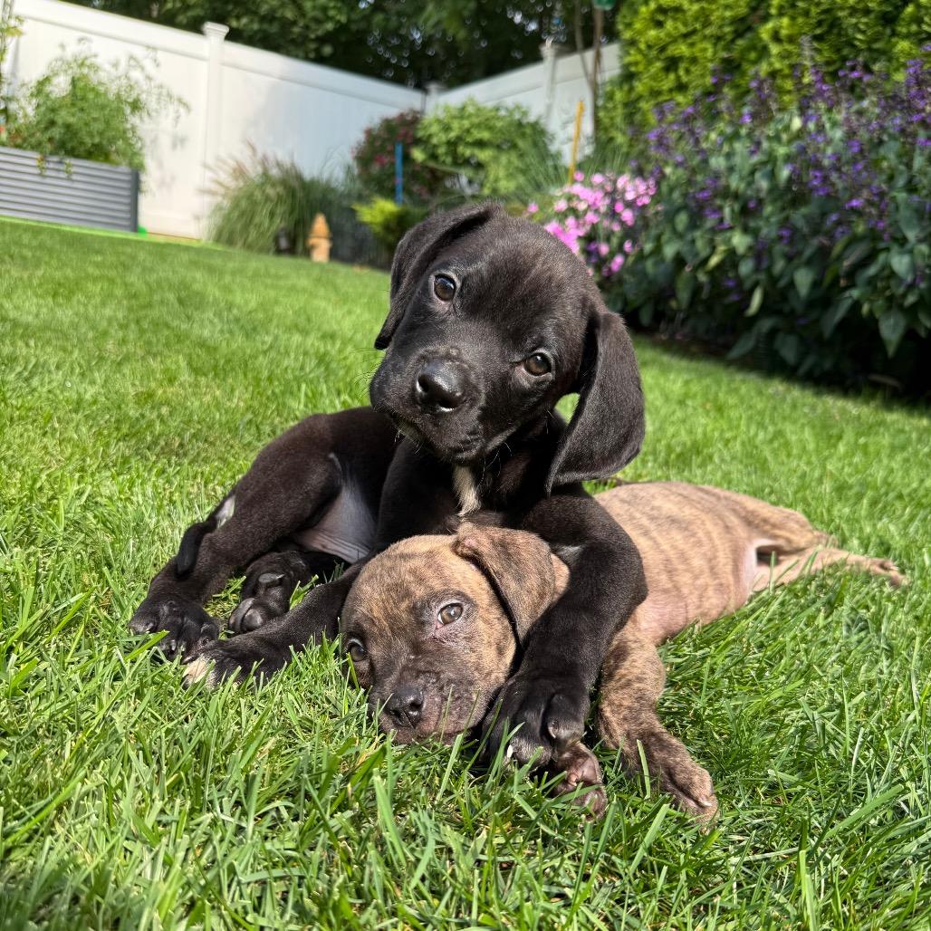 Enlarge Buzz, a Adoptable mixed breed in Northville, MI image 2/6