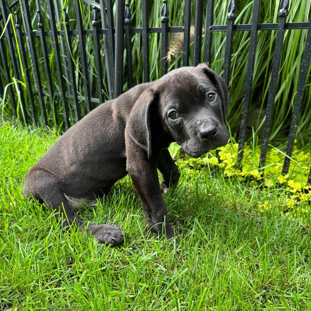 Enlarge Buzz, a Adoptable mixed breed in Northville, MI image 4/6