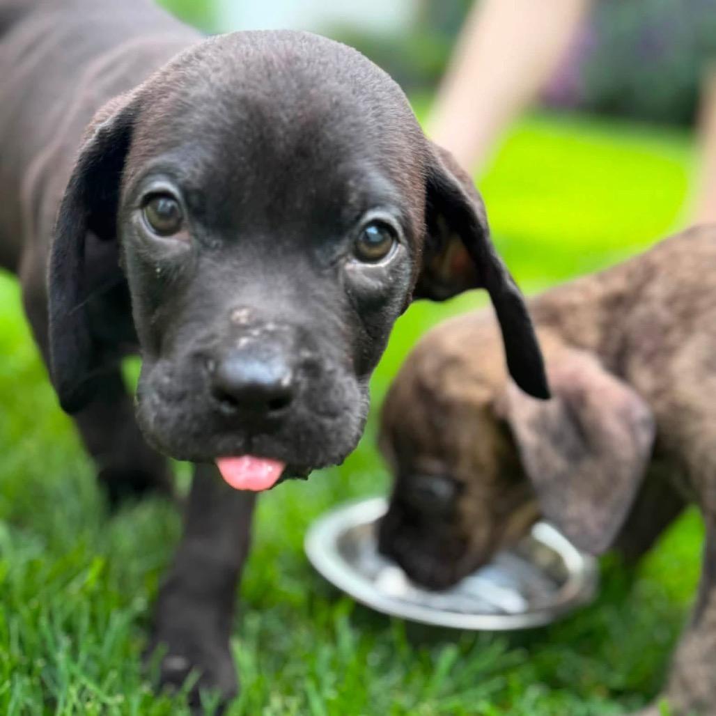 Enlarge Buzz, a Adoptable mixed breed in Northville, MI image 5/6