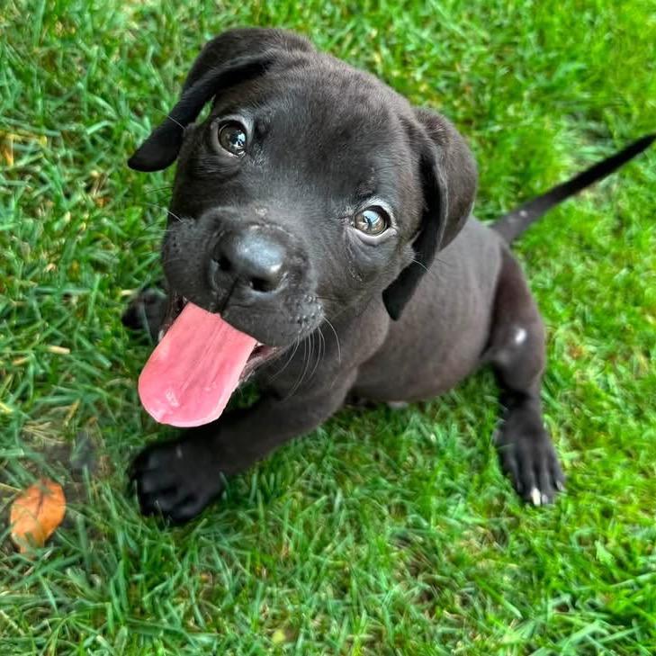 Enlarge Buzz, a Adoptable mixed breed in Northville, MI image 6/6