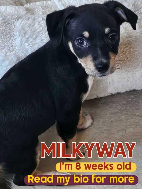 Milkyway, Baby Male unknown