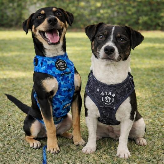 Milkyway and Comet (BONDED PAIR), Adoptable, Puppy Male Chihuahua & Poodle.